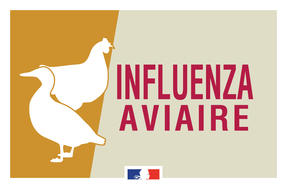 Influenza aviaire