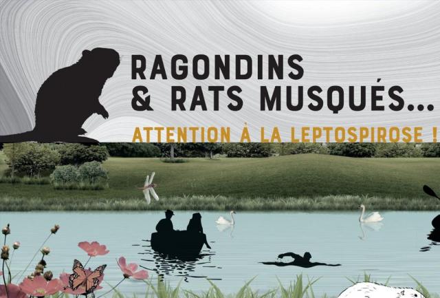 Affiche pour la prévention de la leptospirose